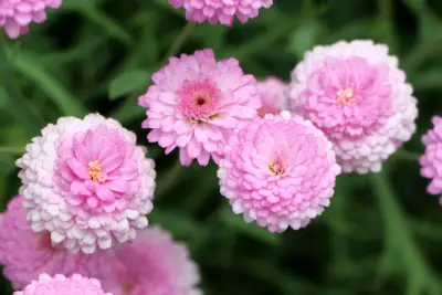 粉色雏菊特写 花卉 植物 特写 4K