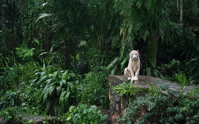 白虎在森林中的宁静时 自然 野生动物 白色老虎 1080P