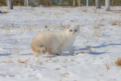 雪地里的白猫 猫 雪地 动物 1080P