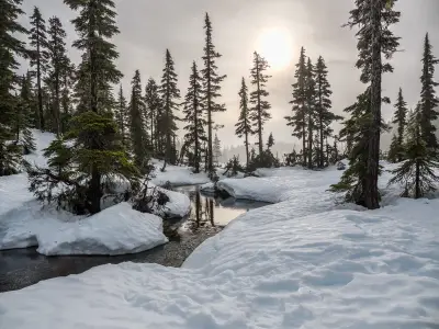 冬日雪林溪流 自然风光 冬季 雪地 4K