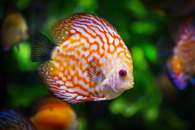七彩神仙鱼特写 水族馆 热带鱼 微距摄影 4K