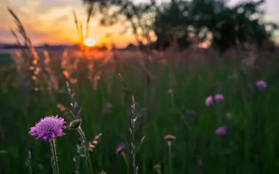夕阳花野 日落 野花 自然 4K