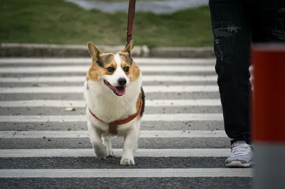 柯基过斑马线 宠物 街头 柯基犬 2K
