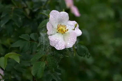 雨后带露的野蔷薇 花朵 露水 植物 4K