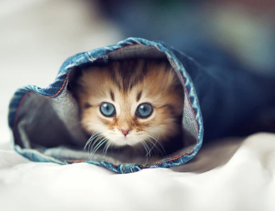 猫咪藏牛仔裤 可爱 萌宠 猫咪 2K