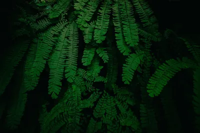 绿色蕨类植物特写 植物 蕨类 绿色 4K