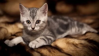 可爱的小猫 猫咪 毛毯 温馨 1080P