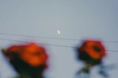 月下红花 夜景 月亮 玫瑰 2K