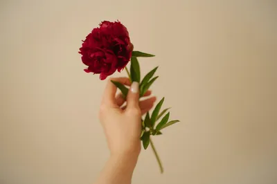 手捧红牡丹 花卉 静物 红色 4K