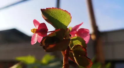 晨光中的花朵 自然 花卉 清晨 4K
