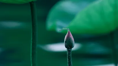 蜻蜓点莲苞 蜻蜓 莲苞 自然 4K