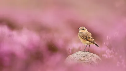 花海中的小鸟 自然 鸟类 粉色 4K