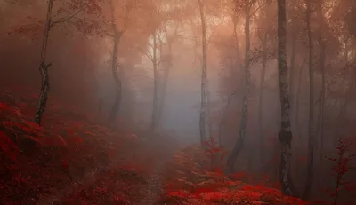 雾中红林 森林 雾气 秋色 4K