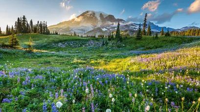 雪山花海晨景 自然风光 山地景观 野花盛开 4K