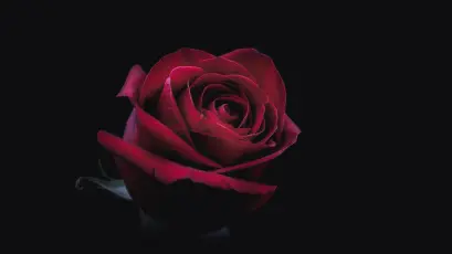 红玫瑰特写 花卉 红色 黑暗背景 8K
