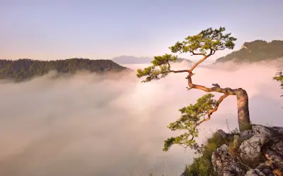 雾中孤树 自然景观 雾气缭绕 孤独的树 1080P