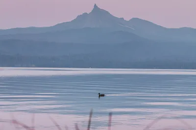 湖畔孤鸭 自然风光 宁静湖面 远山剪影 SD