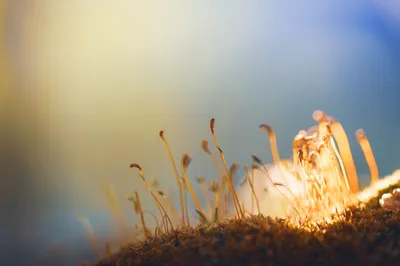 晨光下的苔藓 晨光 苔藓 自然 8K