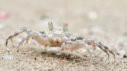 沙滩上的螃蟹 自然 海滩 生物 1080P