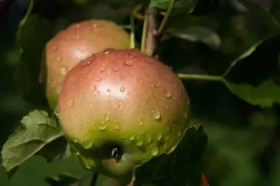 树上挂着的苹果 苹果 果实 自然 4K