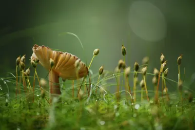 苔藓中的小蘑菇 微距摄影 蘑菇 苔藓 4K
