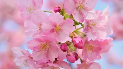 樱花绽放 樱花 春天 粉色 4K