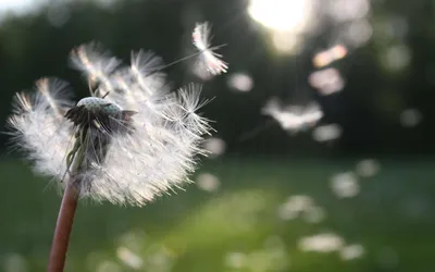 蒲公英随风飘散 自然 植物 微距摄影 4K