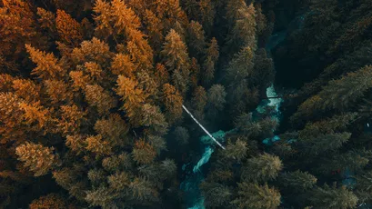 秋日森林航拍 航拍 森林 秋季 1080P