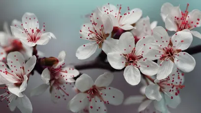 樱花盛开 花卉 春天 自然 4K
