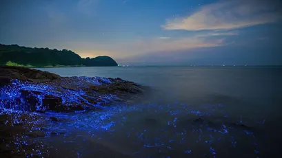 蓝色荧光海滩 自然景观 夜晚 蓝色 4K