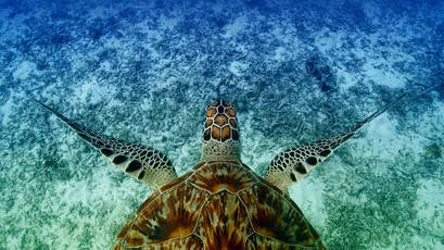海龟海底游弋 海洋 海龟 水下摄影 4K