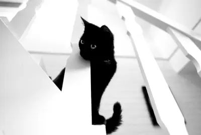 黑猫探头 黑白摄影 室内场景 动物主题 4K