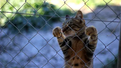猫咪探头 猫咪 探头 栅栏 1080P