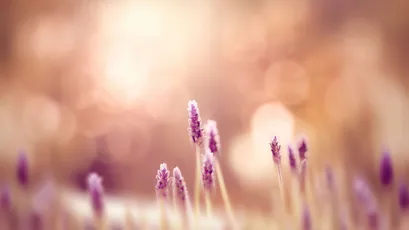 薰衣草花田 薰衣草 花田 自然 4K