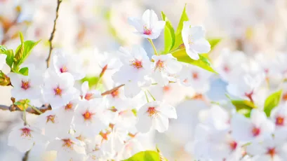 樱花盛开的春天 自然 花卉 春季 8K