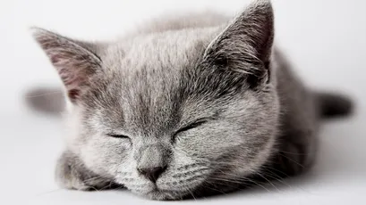 宁静的猫咪睡姿 猫咪 睡觉 黑白 1080P