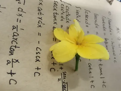 花朵与数学公式 花朵 数学公式 标签1 4K