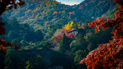 秋山红叶 山水 秋景 红叶 4K