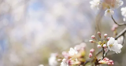 樱花绽放 樱花 自然 春日 8K