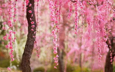 粉色樱花树 自然景观 春天 粉色 4K