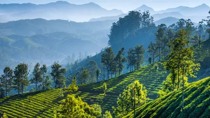 茶园晨雾 茶园 山景 晨雾 4K
