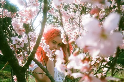 樱花红发少女 樱花 红发 自然 2K