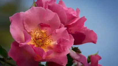 粉色蔷薇特写 花卉 蔷薇 特写 1080P
