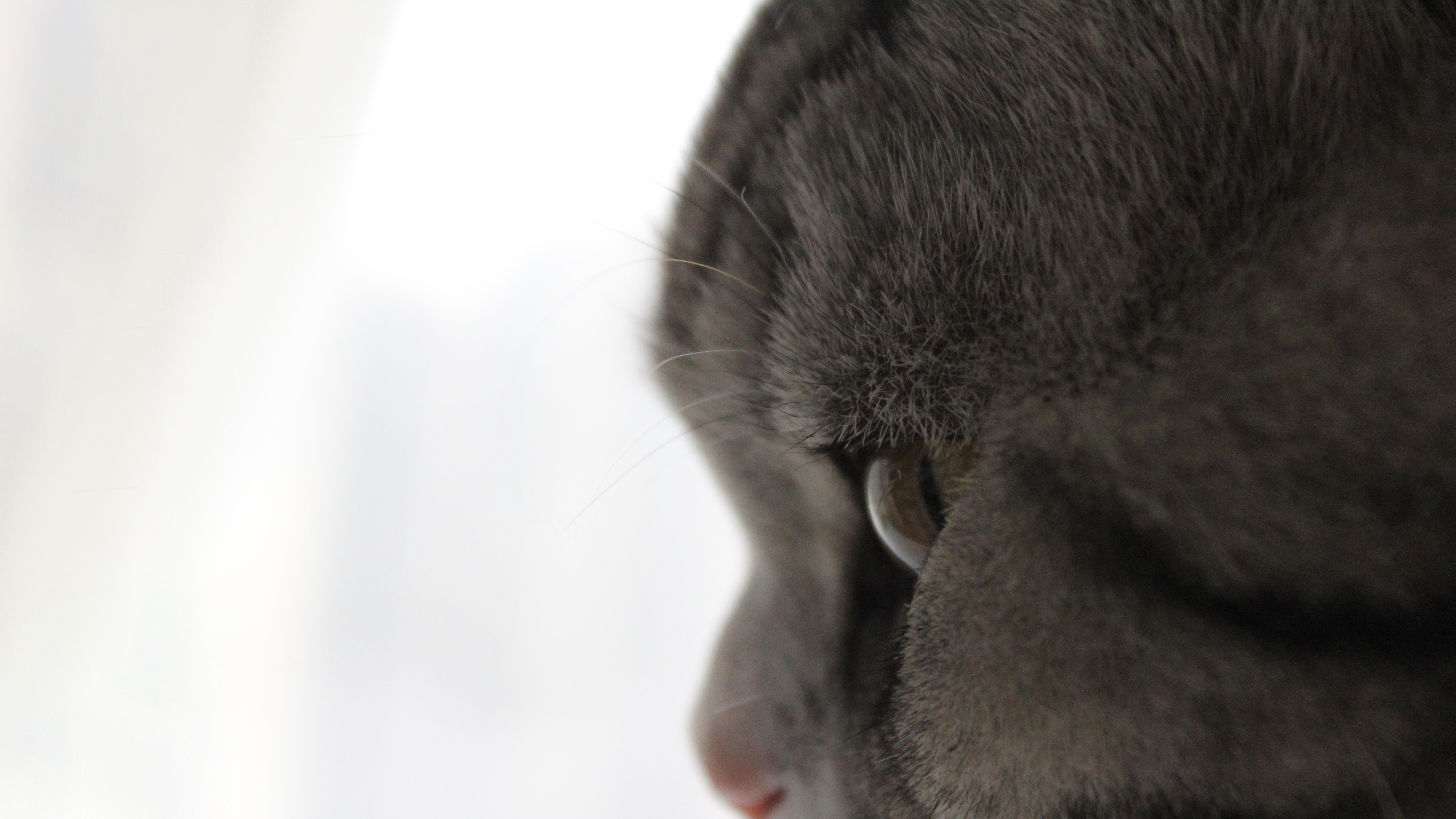 灰猫的侧脸特写 猫 动物 特写 4K