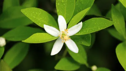 洁白橙花绽放 自然 花卉 白色 4K