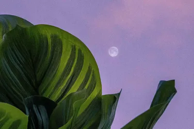 月夜绿叶 月夜 绿叶 自然 2K