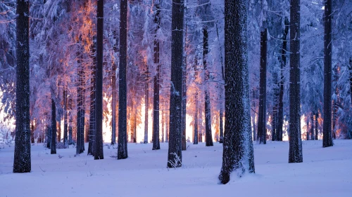 雪林中的野火 森林火灾 冬季雪景 冰火交融 4K