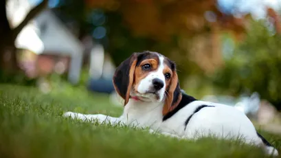 Beagle Dog dog grass Beagle 2K