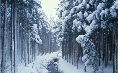 冬日雪林 冬季 森林 雪景 1080P