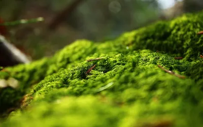 生机勃勃的苔藓 自然 绿色 苔藓 2K